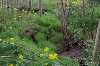 411 Tesuque Trl, Red Feather Lakes, CO 80545 - Photo 7