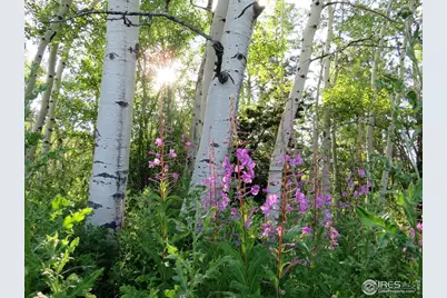 520 Fox Acres Dr W, Red Feather Lakes, CO 80545 - Photo 17