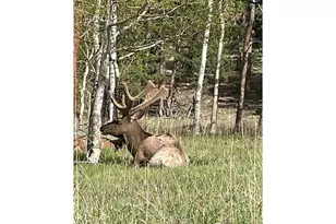 1565 Hwy 66 #, Estes Park, CO 80517 - Photo 15