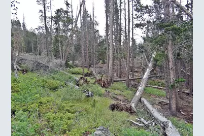 1683 Osage Trl, Red Feather Lakes, CO 80545 - Photo 7