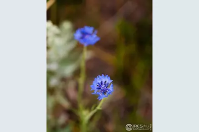 529 Quartz Rd, Bellvue, CO 80512 - Photo 7