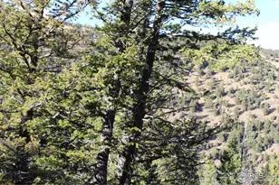 0 Pennsylvania Gulch Rd, Boulder, CO 80302 - Photo 9