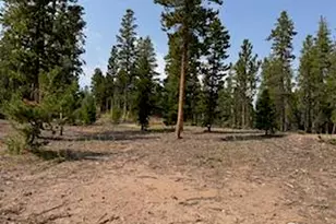 316 Panamint Way, Red Feather Lakes, CO 80545 - Photo 45