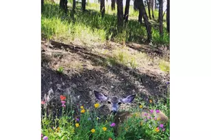 2990 Linden Dr, Boulder, CO 80304 - Photo 25