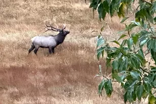 3495 St Francis Way, Estes Park, CO 80517 - Photo 49