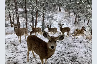 321 Greenwood Dr, Loveland, CO 80537 - Photo 47