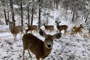 321 Greenwood Dr, Loveland, CO 80537 - Photo 47