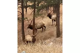 321 Greenwood Dr, Loveland, CO 80537 - Photo 35