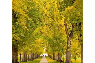 302 N Meldrum St, Fort Collins, CO 80521 - Photo 35