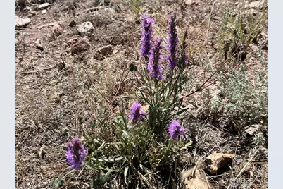 1222 Meadow Mountain Dr, Livermore, CO 80536 - Photo 21