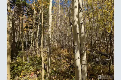 2174 Bear Gulch Rd, Red Feather Lakes, CO 80545 - Photo 13