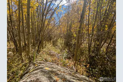 2174 Bear Gulch Rd, Red Feather Lakes, CO 80545 - Photo 15