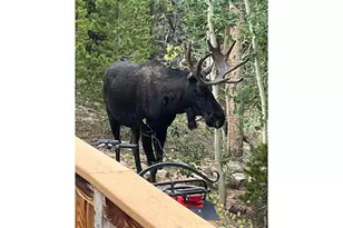 44 Natchez Cir, Red Feather Lakes, CO 80545 - Photo 25