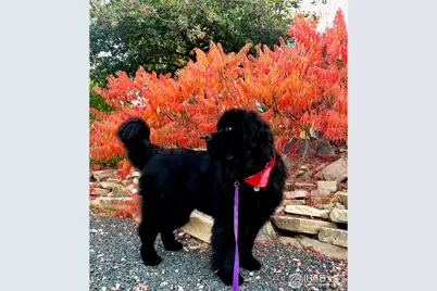 5360 Lighthouse Point Ct, Loveland, CO 80537 - Photo 39