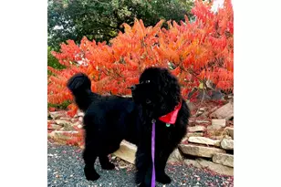 5360 Lighthouse Point Ct, Loveland, CO 80537 - Photo 39