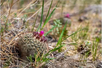 1289 Kiowa Rd, Lyons, CO 80540 - Photo 13