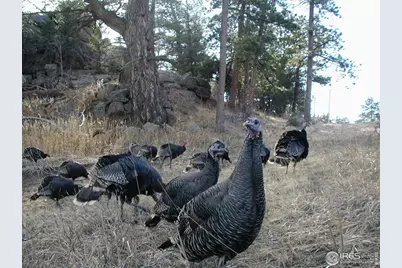 60 Horn Peak Dr, Livermore, CO 80536 - Photo 47