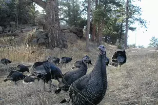 60 Horn Peak Dr, Livermore, CO 80536 - Photo 47