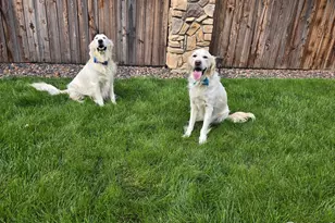 5261 E 143rd Dr, Thornton, CO 80602 - Photo 39