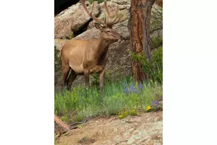 321 May Ave, Lyons, CO 80540 - Photo 37