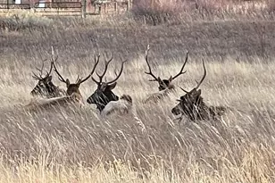 613 Cove Dr, Loveland, CO 80537 - Photo 49