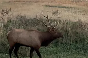 562 Bald Eagle Way, Loveland, CO 80537 - Photo 43