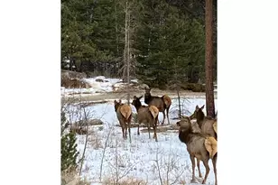 198 Frontier Ln, Nederland, CO 80466 - Photo 47