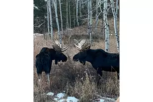 198 Frontier Ln, Nederland, CO 80466 - Photo 21