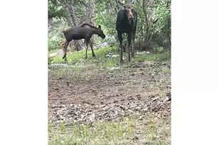 198 Frontier Ln, Nederland, CO 80466 - Photo 45