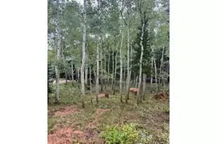 100 Santee Ct, Red Feather Lakes, CO 80545 - Photo 25