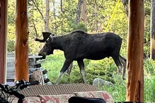 410 Eagle Tree Cir, Red Feather Lakes, CO 80545 - Photo 23