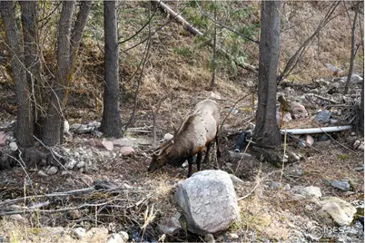 416 Black Creek Dr, Glen Haven, CO 80532 - Photo 5