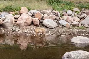 458 Longmont Dam Rd, Lyons, CO 80540 - Photo 9