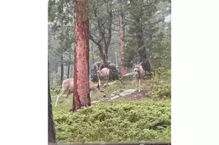 187 Lynx Dr, Ward, CO 80481 - Photo 37