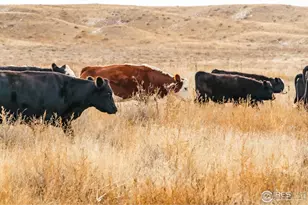 29899 Co Rd 88, Ault, CO 80610 - Photo 9