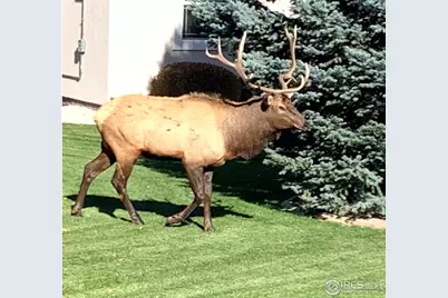 910 Owl Grove Pl, Loveland, CO 80537 - Photo 35