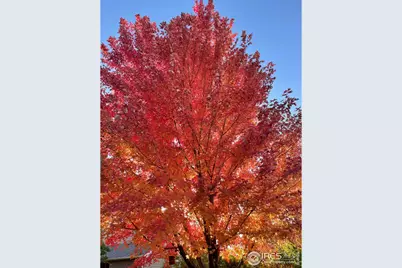 6513 Tilbury Ave, Firestone, CO 80504 - Photo 41