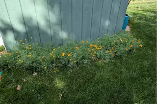 2720 Alan St, Fort Collins, CO 80524 - Photo 37