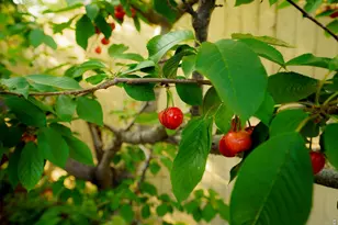 450 S Quitman St, Denver, CO 80219 - Photo 29