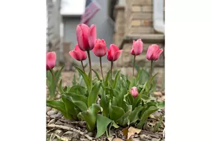 614 Magpie Dr, Loveland, CO 80537 - Photo 39