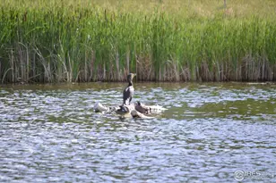 1249 Oak Island Ct, Fort Collins, CO 80525 - Photo 29