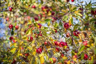 2447 20th St, Boulder, CO 80304 - Photo 29