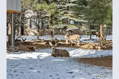 638 Park River Pl, Estes Park, CO 80517 - Photo 5