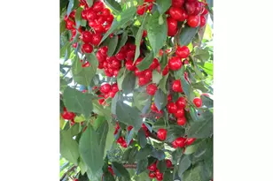 800 Gateway Park Ln, Berthoud, CO 80513 - Photo 7