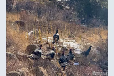 11741 County Road 67J, Livermore, CO 80536 - Photo 13