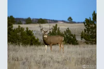 11741 County Road 67J, Livermore, CO 80536 - Photo 15