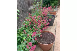 204 Linden St, Frederick, CO 80530 - Photo 35