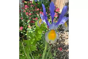 204 Linden St, Frederick, CO 80530 - Photo 27