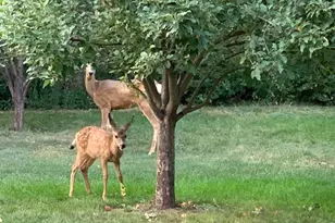 1405 Wimbledon Ct, Fort Collins, CO 80524 - Photo 43