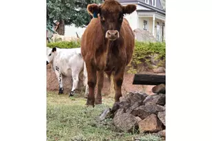 430 S 4th St S, Victor, CO 80860 - Photo 21